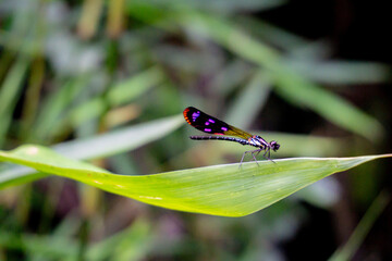A damselfly, possibly from the Coenagrionidae family, with striking black and red wing markings, perches delicately on a green leaf.