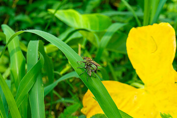 A two robber fly mating (family Asilidae), likely from the genus Asilus, perches on a green leaf, possibly with prey, against a blurred yellow background