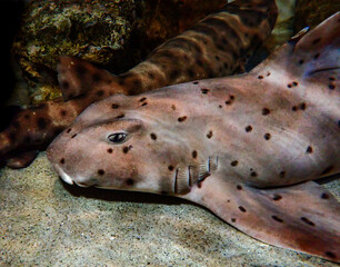 California Horn Shark