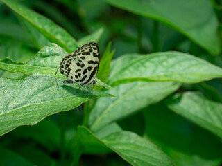 A small butterfly, likely a Common Pierrot (Castalius rosimon), with black and white patterned wings, rests on vibrant green leaves