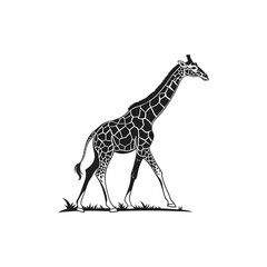 giraffe vector art and illustration