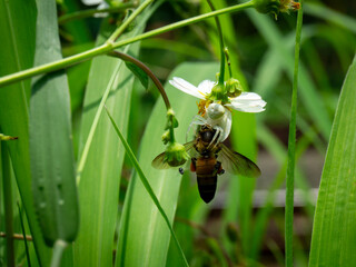 A white crab spider, likely Misumena vatia, preys on a bee, possibly Apis mellifera, amidst green foliage and white flowers.