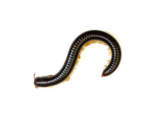 A dark brown millipede, possibly from the Julidae family, with numerous legs, is seen against a stark white background