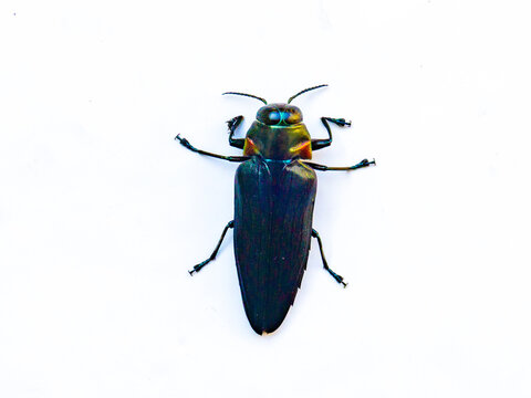 A stunning metallic blue beetle, likely from the Buprestidae family, possibly Chrysochroa fulminans (Jewel Beetle), is displayed against a white background