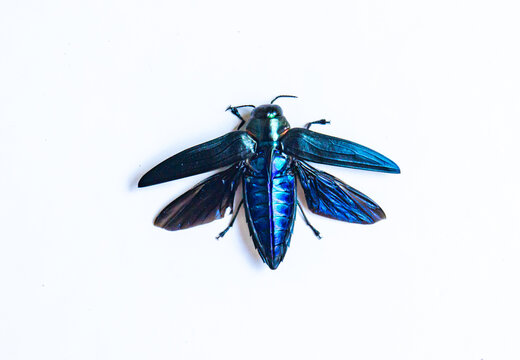 A stunning metallic blue beetle, likely from the Buprestidae family, possibly Chrysochroa fulminans (Jewel Beetle), is displayed against a white background