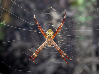 This is a striking image of an orb-weaver spider, likely belonging to the genus Argiope.  Its legs are distinctively banded black and white, spread in a characteristic X-shape.