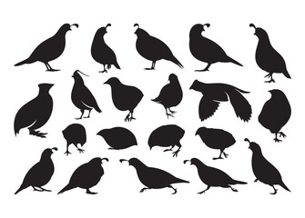 Obraz premium Quail vector, Quail clipart, Quail silhouette.