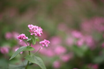 赤蕎麦の花