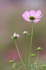 上を見上げるコスモス