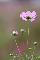 上を向くコスモス