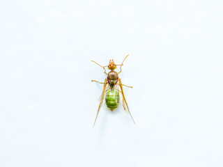 A winged ant, likely a queen or male of Oecophylla smaragdina (Weaver Ant), is isolated against a stark white background