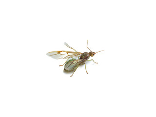 A winged ant, likely a queen or male of Oecophylla smaragdina (Weaver Ant), is isolated against a stark white background