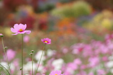 カラフルな背景とコスモス