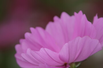 ピンクコスモスの花びら