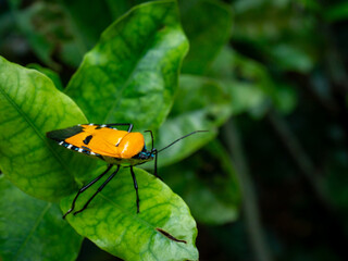 A vibrant yellow and black bug, likely Cantao ocellatus (Tessaratomidae family), stands out against the lush green foliage