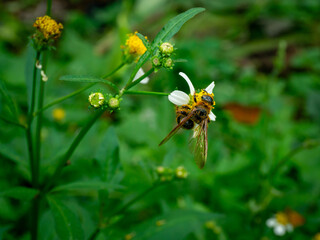 A wasp, likely of the Campsomeris genus (Scoliidae family), is seen foraging on a white and yellow flower