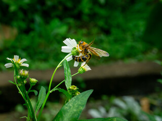 A wasp, likely of the Campsomeris genus (Scoliidae family), is seen foraging on a white and yellow flower