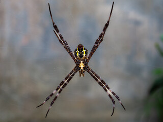 This is a striking image of an orb-weaver spider, likely belonging to the genus Argiope.  Its legs are distinctively banded black and white, spread in a characteristic X-shape.