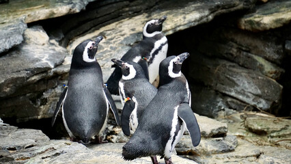 Lisbon Portugal Aquarium penguin © CP Studios
