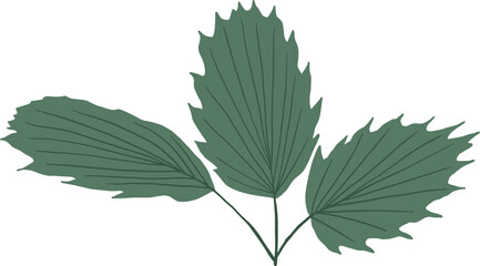 Hand-Drawn of Palm Illustration