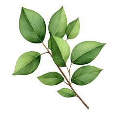 Obraz premium A detailed watercolor illustration of a delicate branch with several vibrant green leaves.