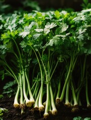 Obraz premium Green Vegetables on Dirt Pile