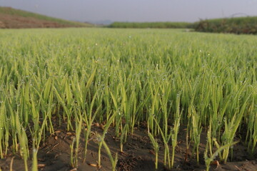 paddy plant seedling on experimental field