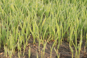 paddy plant seedling on experimental field