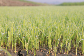 paddy plant seedling on experimental field