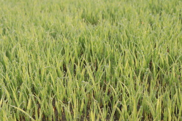 paddy plant seedling on experimental field