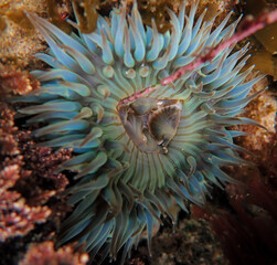 Aggregating Anemone