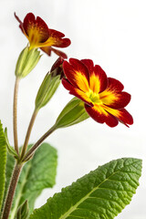 Naklejka premium red and yellow flower isolated on plain white background 