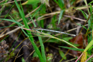 Blaue Federlibelle // White-legged damselfly (Platycnemis pennipes)