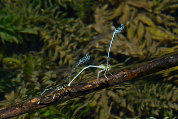 Blaue Federlibelle // White-legged damselfly (Platycnemis pennipes)