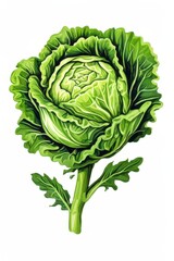Obraz premium the AI Image Generator, Fresh Green Cabbage Isolated on a Clean