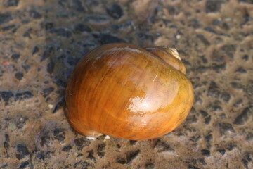 orange colored sea snail on beach