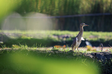 Javan Pond Heron, Ardeola speciosa, standing on ridge in city park at daytime, wading bird of heron family, found in shallow fresh and wetlands, beautiful green leaves foreground