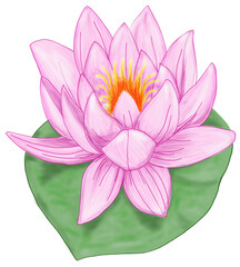 pink lotus flower
