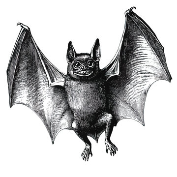 black and white bat flying clip art preview