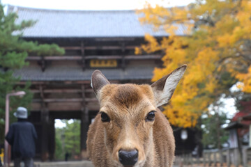 鹿・東大寺・南大門（奈良県・奈良市）
