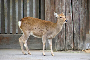 鹿・東大寺・南大門（奈良県・奈良市）