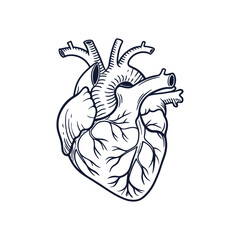 Human heart anatomically correct hand drawn line art