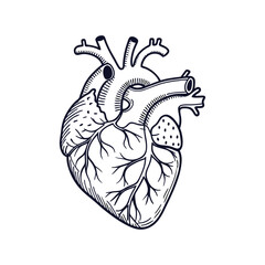 Human heart anatomically correct hand drawn line art