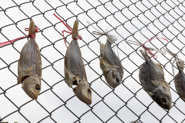 Dec 24 2024,Hong Kong.Dried salted fish hung on an iron fence outdoors