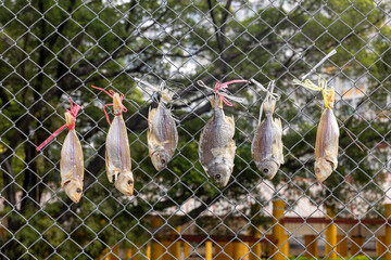 Dec 24 2024,Hong Kong.Dried salted fish hung on an iron fence outdoors