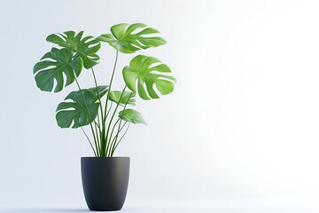 Clipping of Swiss cheese plants growing in black plastic containers