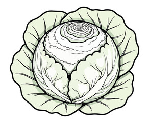 Cabbage Vegetable Coloring Page for Kids
