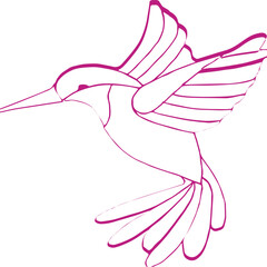 line art kingfisher bird with colorful