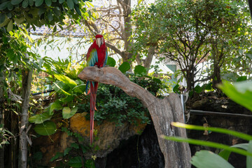 greenwinged macaw standing on stump