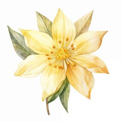 Yellow flower with six petals and orange stamens on white background, isolated on white background.Vibrant flower. Nature close-up. Bright botanical art.Floral beauty. Bright yellow. Nature&rsquo;s elegance